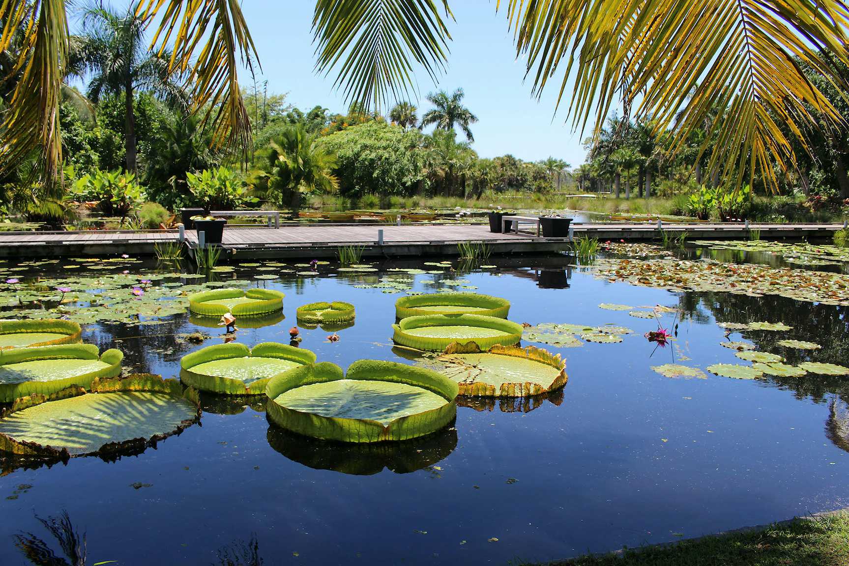 Naples botanical garden
